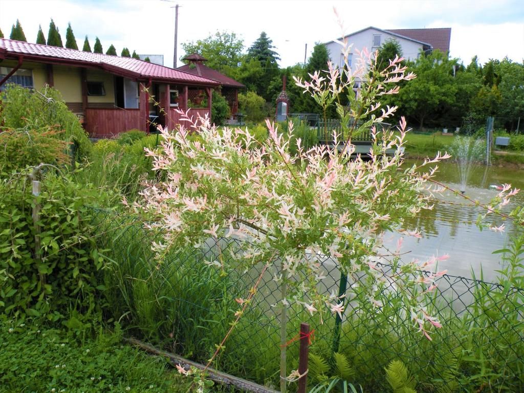 Лоджи Domki Żabi Staw Миколайки